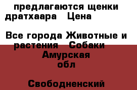 предлагаются щенки дратхаара › Цена ­ 20 000 - Все города Животные и растения » Собаки   . Амурская обл.,Свободненский р-н